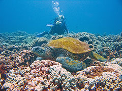 Ho'oulu and Ursula, together again