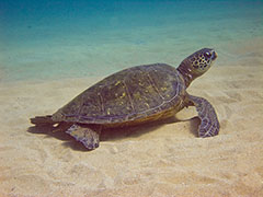 Kuamo'o youngster with early FP