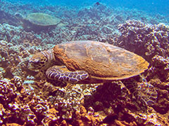 Previously unknown 'ea with honu resting in the background.