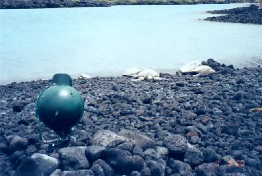 Close-up of the SeaTurtleCam named 'Mele' installed at Turtle Lagoon in the Hawaiian Islands