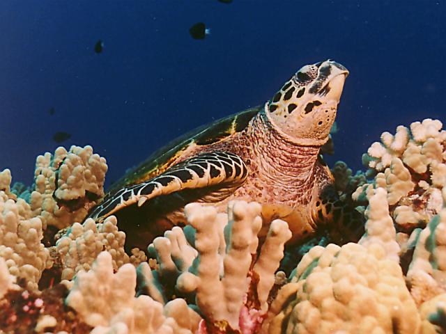 This is a portrait of Keoki, a Hawaiian hawksbill we've met at Honokowai