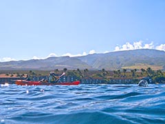 Almost got the elusive shot