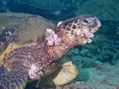 Kimo (U 362) in 1993