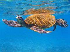 Arriving at the surface. If you look closely you can see bubbles as he exhales