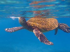 Head up and out of the water to grab a lungful