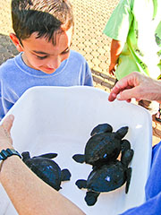 Young honu admirer admires young honu