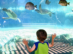 Turtle Lagoon at Maui Ocean Center