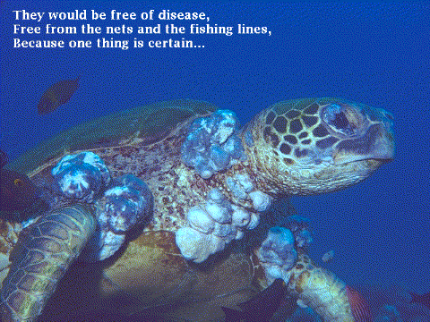 They would be free of disease,/Free from the nets and the fishing lines,/Because one thing is certain... (59K JPEG)