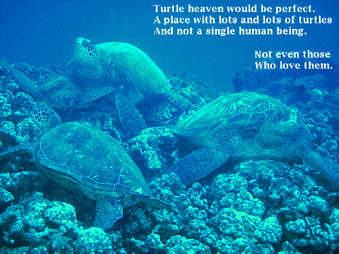 Turtle heaven would be perfect./A place with lots and lots of turtles/And not a single human being./Not even those who love them. (91K JPEG)