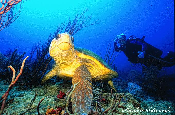 Loggerhead Turtle Facts. More of her turtle photographs