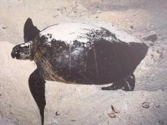 Pu'ipu'i at East Island