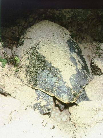 Green turtle nesting at X'cacel